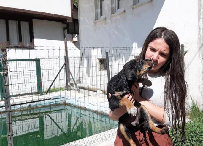 Boğulmak Üzere Olan Köpek