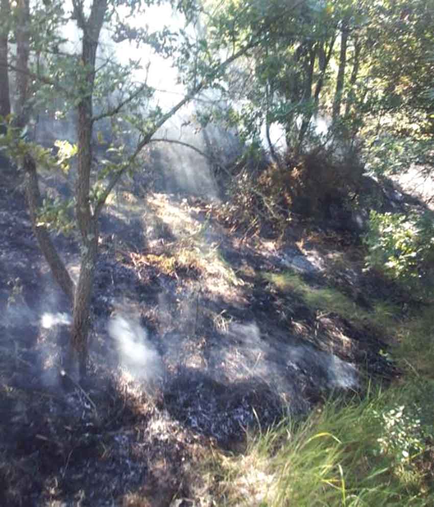 Zonguldak Orman Yangını 2024 3