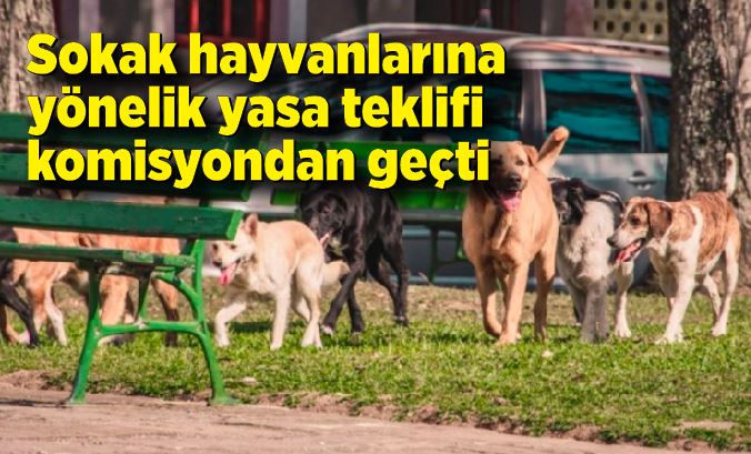 Sokak hayvanlarına yönelik yasa teklifi komisyondan geçti