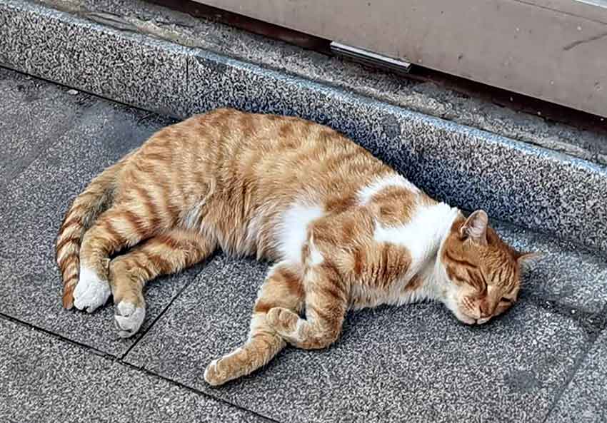 Sıcak Hava Kedi