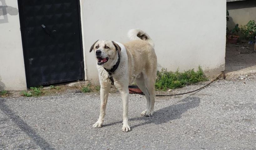 Samsun Köpek Saldırısı 3