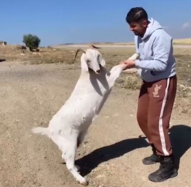 Barınak Keçi Ankara Kasap 2