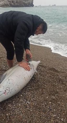 Ölü Yunus Zonguldak