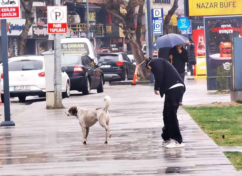 Sahilde Köpek Saldırısı 2