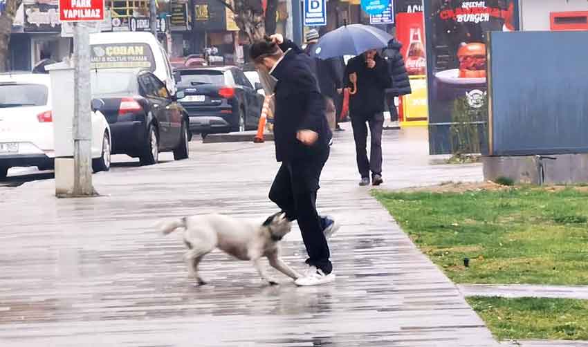 Sahilde Köpek Saldırısı