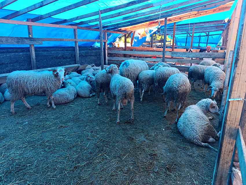 Whats App Image 2025 05 28 At 12.22.26