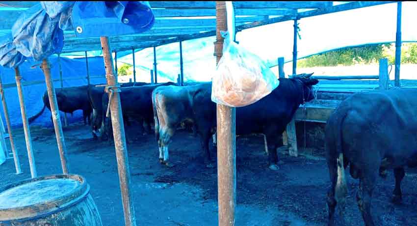 Whats App Image 2025 05 30 At 10.50.55 (1)