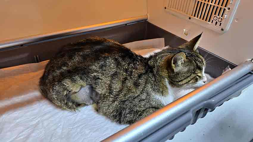 2808Ebe2 3C18 4B9D B06F 28625C2A4075