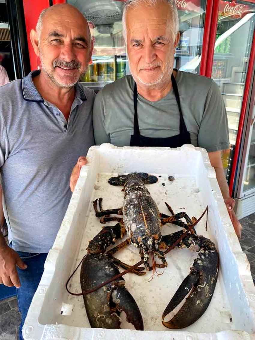 Böylesi Ne Görüldü Ne Duyuldu Zonguldak’ta Dev Istakoz