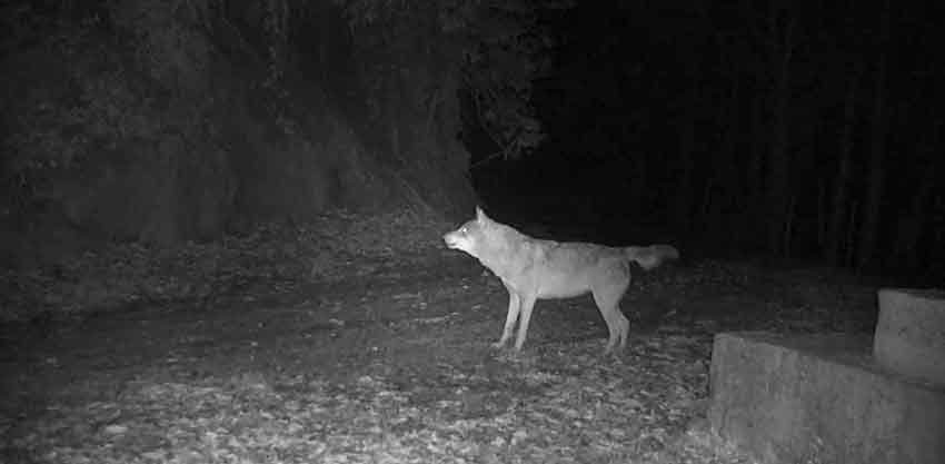 K U R E D A G L A R I N D A K I K U R T L A R F O T O K A P A N D A 776215 229429