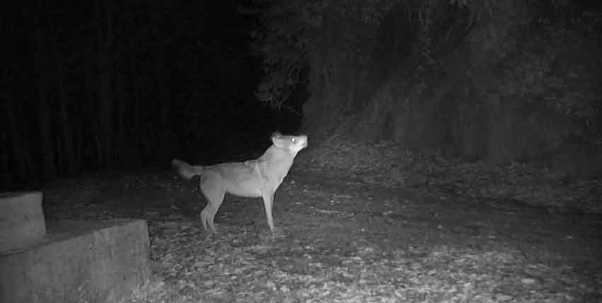 K U R E D A G L A R I N D A K I K U R T L A R F O T O K A P A N D A 776216 229429