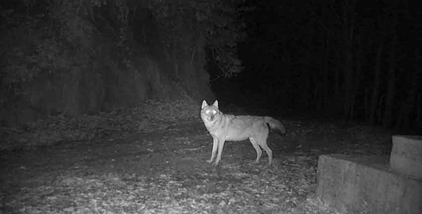 K U R E D A G L A R I N D A K I K U R T L A R F O T O K A P A N D A 776217 229429