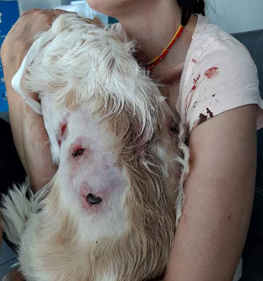 Kangal Saldırısı (1)