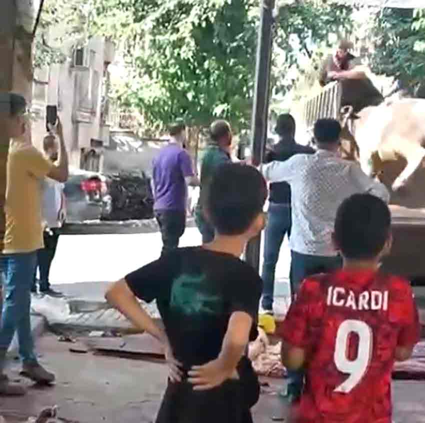 Kurbanlık Boğa Kasabı Öldürüyordu (2)