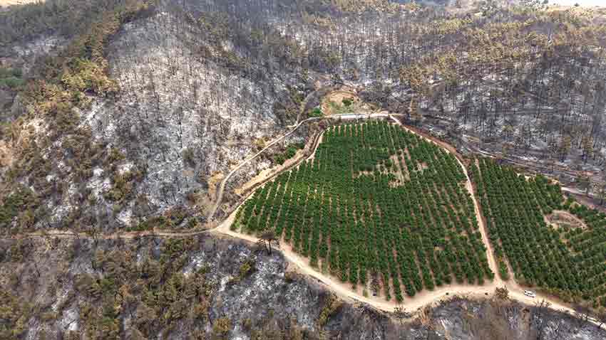 B U R S A’ D A Y A N A N O R M A N L A R D R O N L A G O R U N T U L E 841324 249389