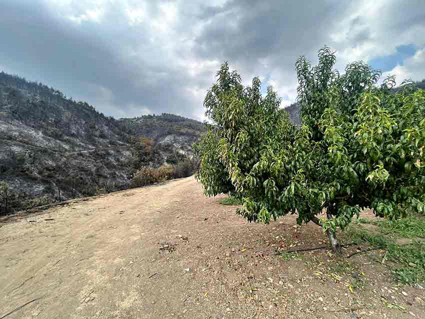 B U R S A’ D A Y A N A N O R M A N L A R D R O N L A G O R U N T U L E 841326 249389