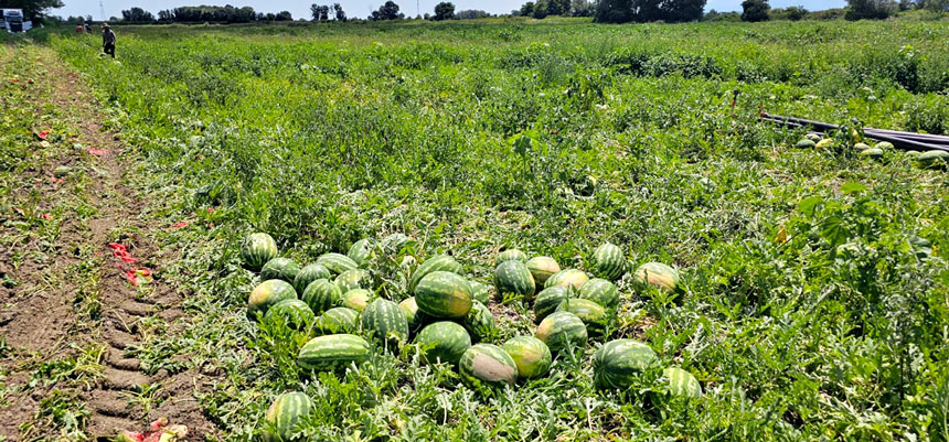 Bafra Ovası’nda Kavun Ve Karpuz Hasadı Hız Kazandı (2)