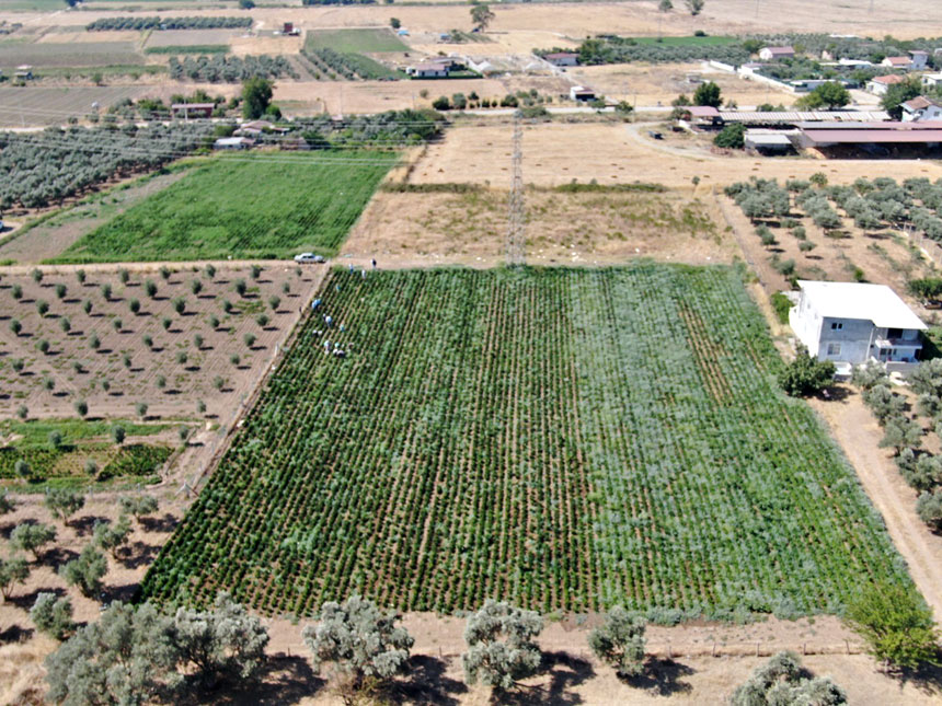 Coğrafi Işaretli Arslanlar Biberinde Hasat Dönemi Başladı (2)