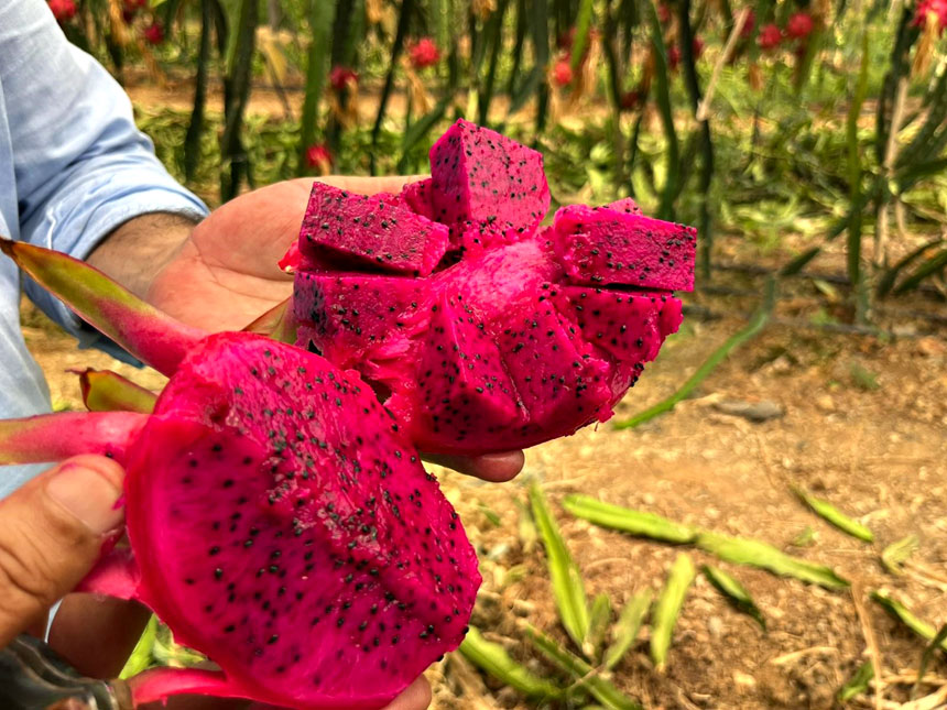 Ejder Meyvesi Hasat (1)