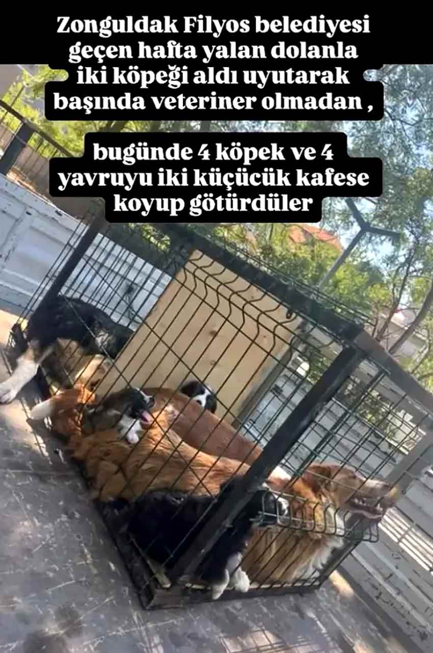 Filyos Sokak Hayvanları