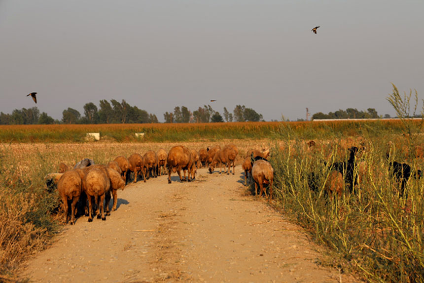 Hayvan Otlatıyorlar (1)