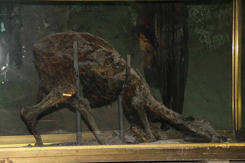 Keloğlanın Evi (3)