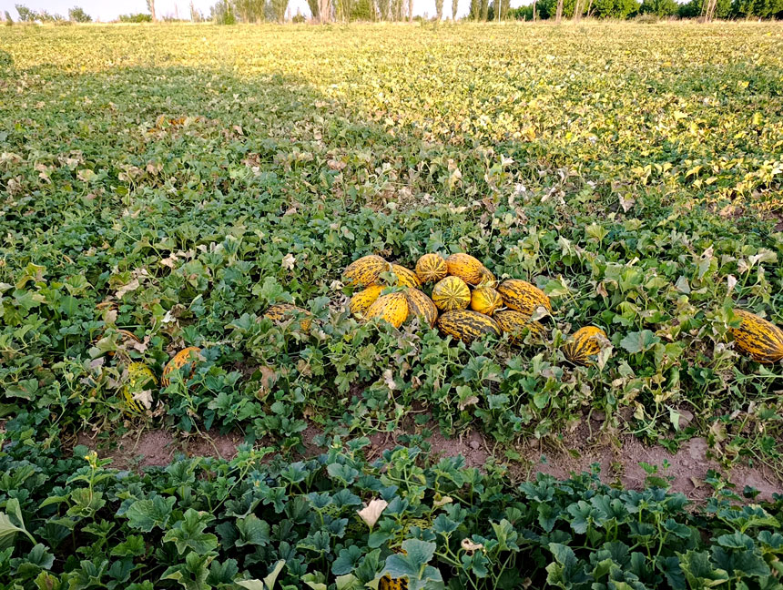Malatya’da Karpuz Ve Kavun Hasadı Yüz Güldürüyor (1)