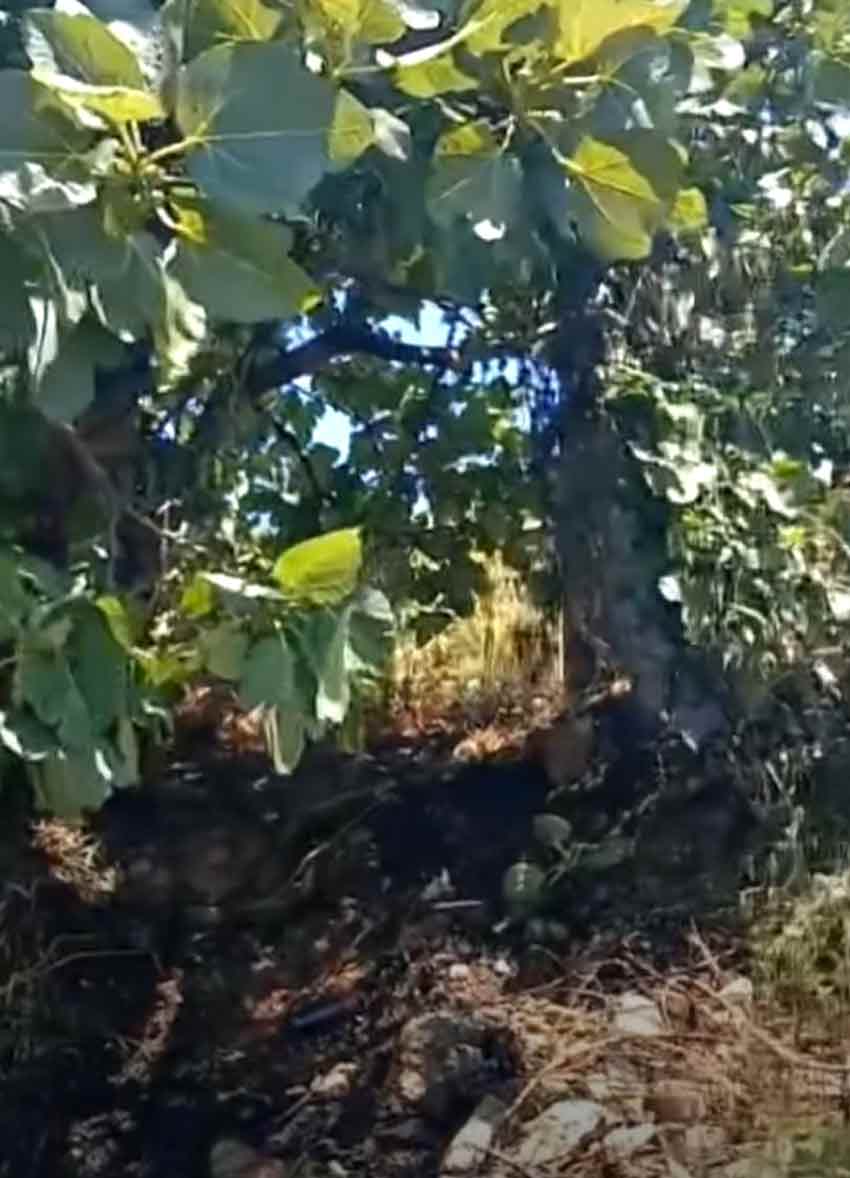 Whats App Image 2025 07 03 At 15.58.50