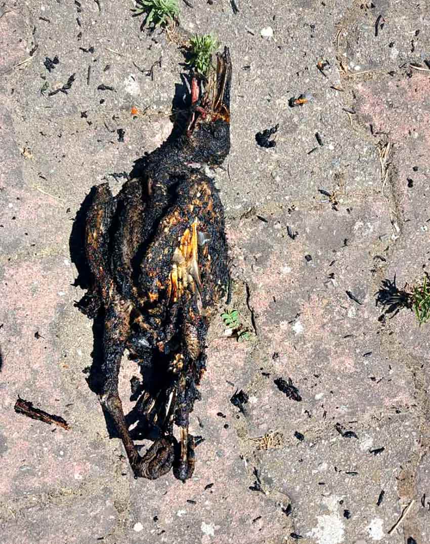 Whats App Image 2025 07 03 At 15.59.01