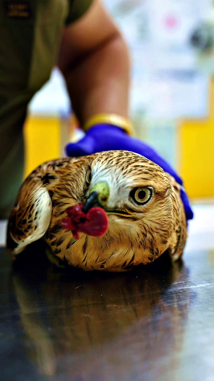 Bitkin Halde Bulunan Şahin Tedavi Ediliyo (2)