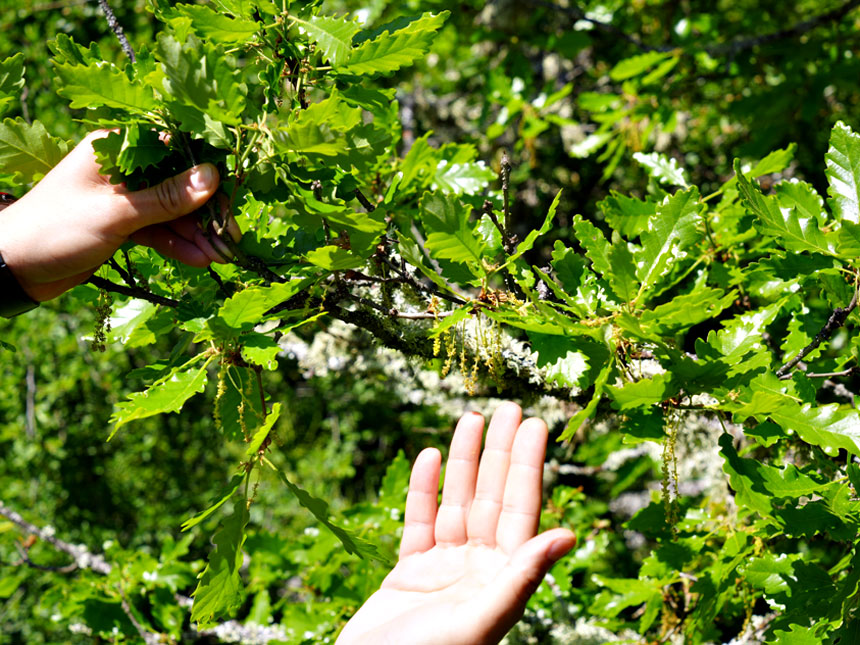 Bu Proje Astım Hastası Ve Polen Alerjisi Olanların Hayatını Kolaylaştırıyor (2)