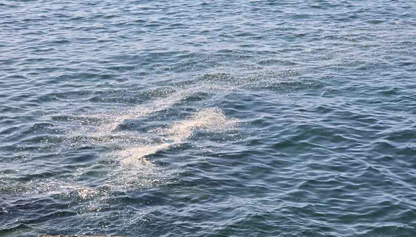 Denizde Kirlilik 03 08 1