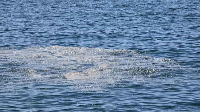 Denizde Kirlilik 03 08 3