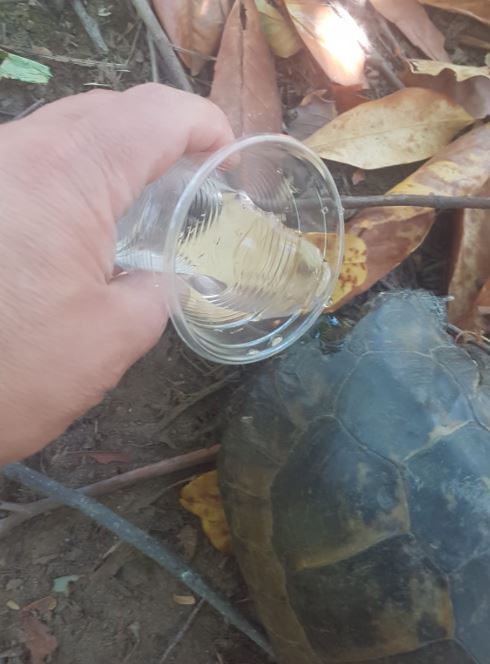 Kamlumbağa Can Suyu 2