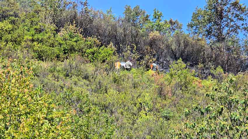 Kardeşler Koyü Orman Yangını (1)