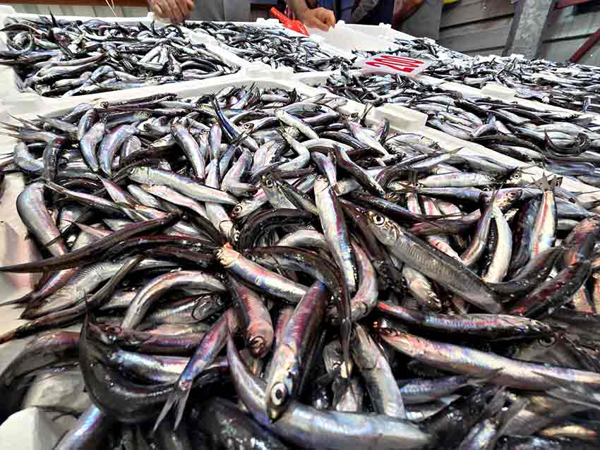 Hamsi Fiyatlarını Fırtına Vurdu (3)