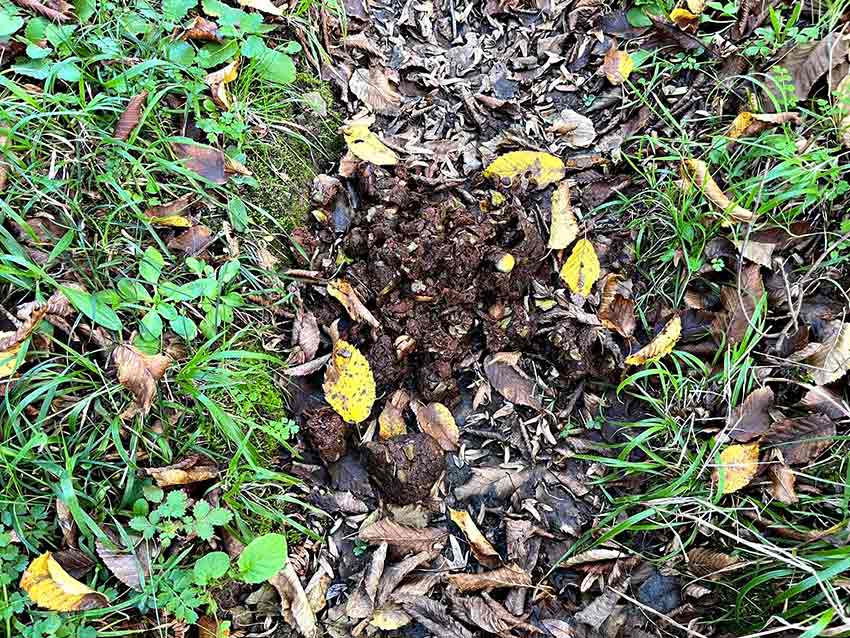 B2969Af4 Cf0E 419A 9E19 C7Ef00D1D83C