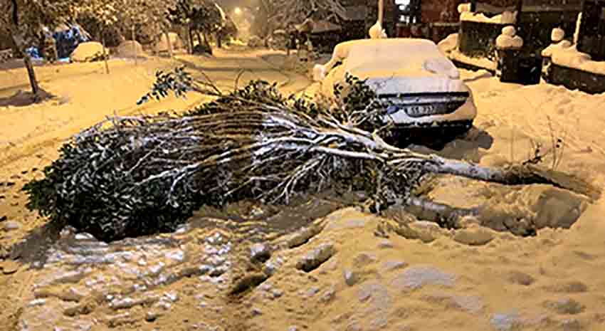 K A R A Ğ I R L I Ğ I N A D A Y A N A M A Y A N A Ğ A Ç L A R I N D A L L A R I K I R I L D I (1)