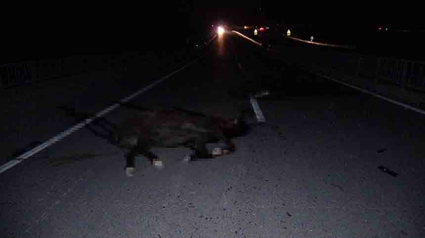 Milyonluk Taylat Telef Oldu (2)