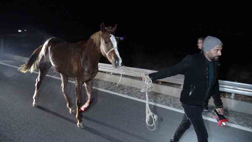 Milyonluk Taylat Telef Oldu (5)