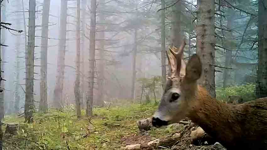 Ormanlara Kurulan Fotokapanlar Yaban Hayatı Kaydetti (1)