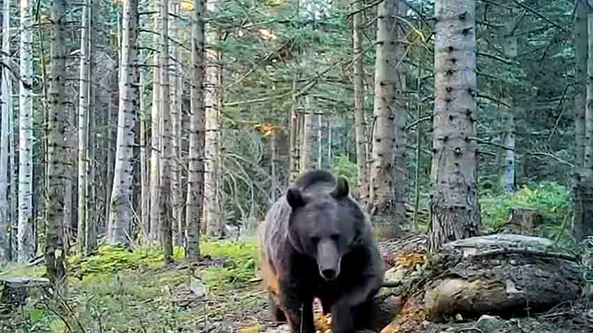 Ormanlara Kurulan Fotokapanlar Yaban Hayatı Kaydetti (3)