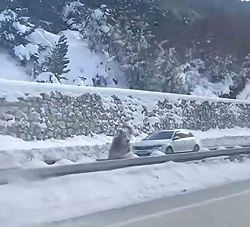 Anne Ayı Ile Üç Yavrusu Yolda Araçların Önüne Çıktı (1)