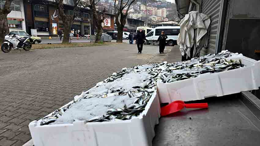 B A L I K Ç I L A R Y E N İ Y E R L E R İ N D E T E Z G A H A Ç T I (2)