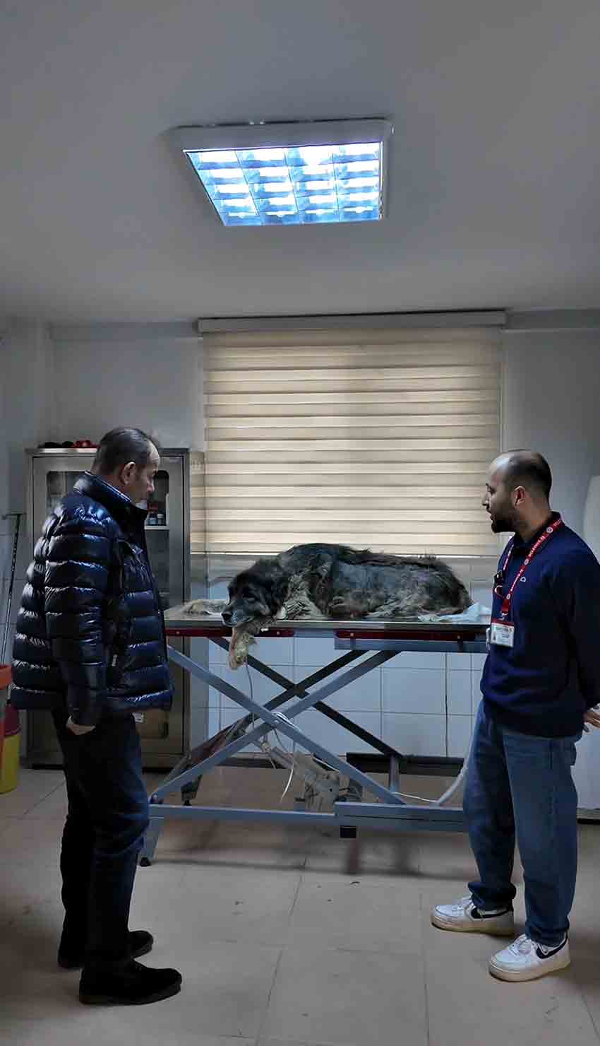 E Z İ L E N K Ö P E Ğ İ N V Ü C U D U N D A N 400 S A Ç M A Ç I K T I (2)