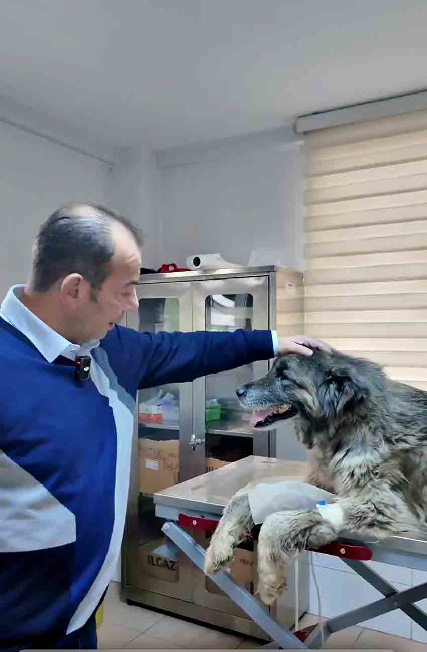 E Z İ L E N K Ö P E Ğ İ N V Ü C U D U N D A N 400 S A Ç M A Ç I K T I (3)