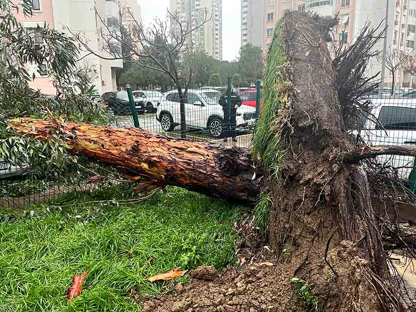 Fırtına Ağaçları Devirdi 5 Araç Hasar Gördü (3)
