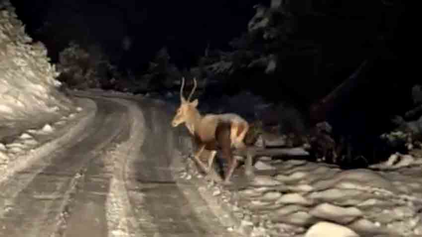 Kar Altında Yaban Hayatı Görsel Şölen Sundu (1)