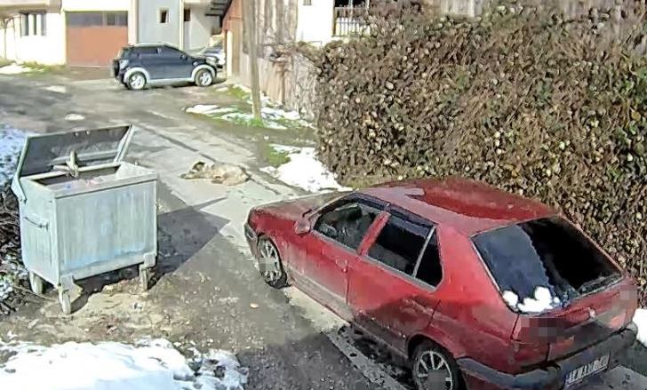 Yolda Yatan Köpek 1