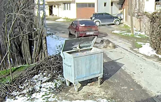 Yolda Yatan Köpek 3